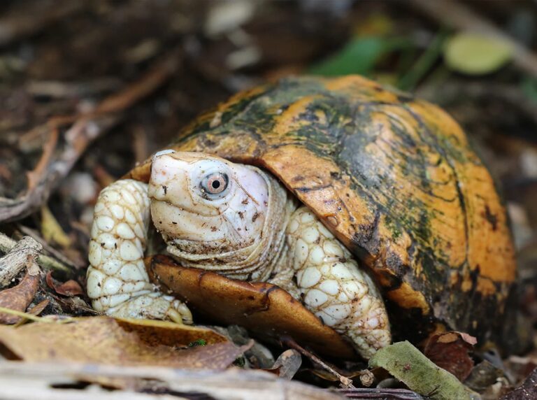 Yucutan_Box_Turtle_Terrapene_yucutana_Brightly_colored_male_on_forest_floor_Mike_Jones