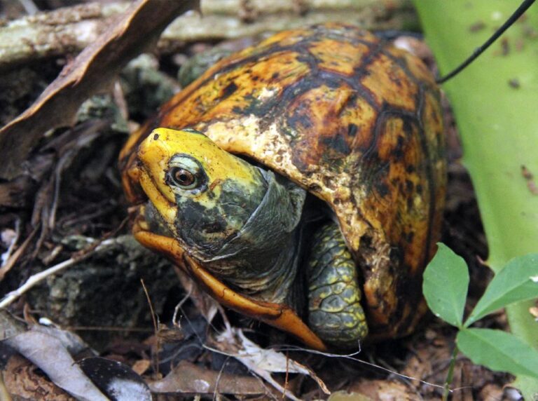 Yucutan_Box_Turtle_Terrapene_yucutana_Brightly_colored_male_with_yellow_and_gray_head_on_forest_floor_Mike_Jones