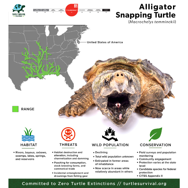 alligator snapping