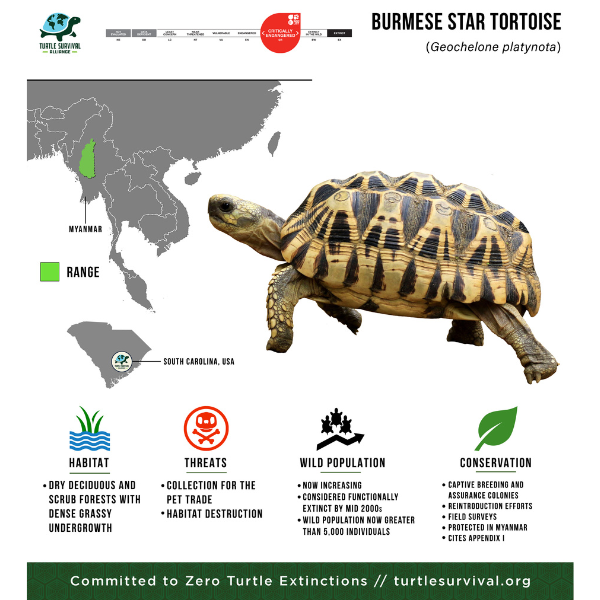 burmese star infographic