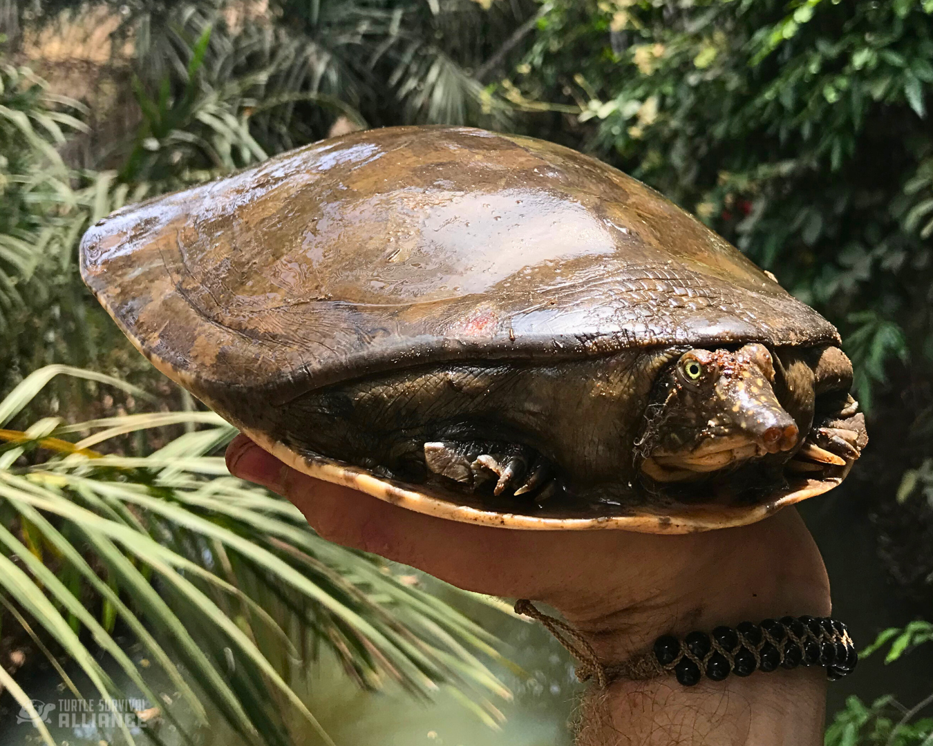 Senegal Flapshell Turtle (Cyclanorbis senegalensis)