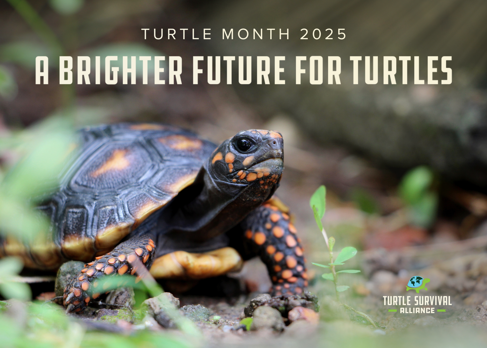 TM 2025 Postcard Cover 1