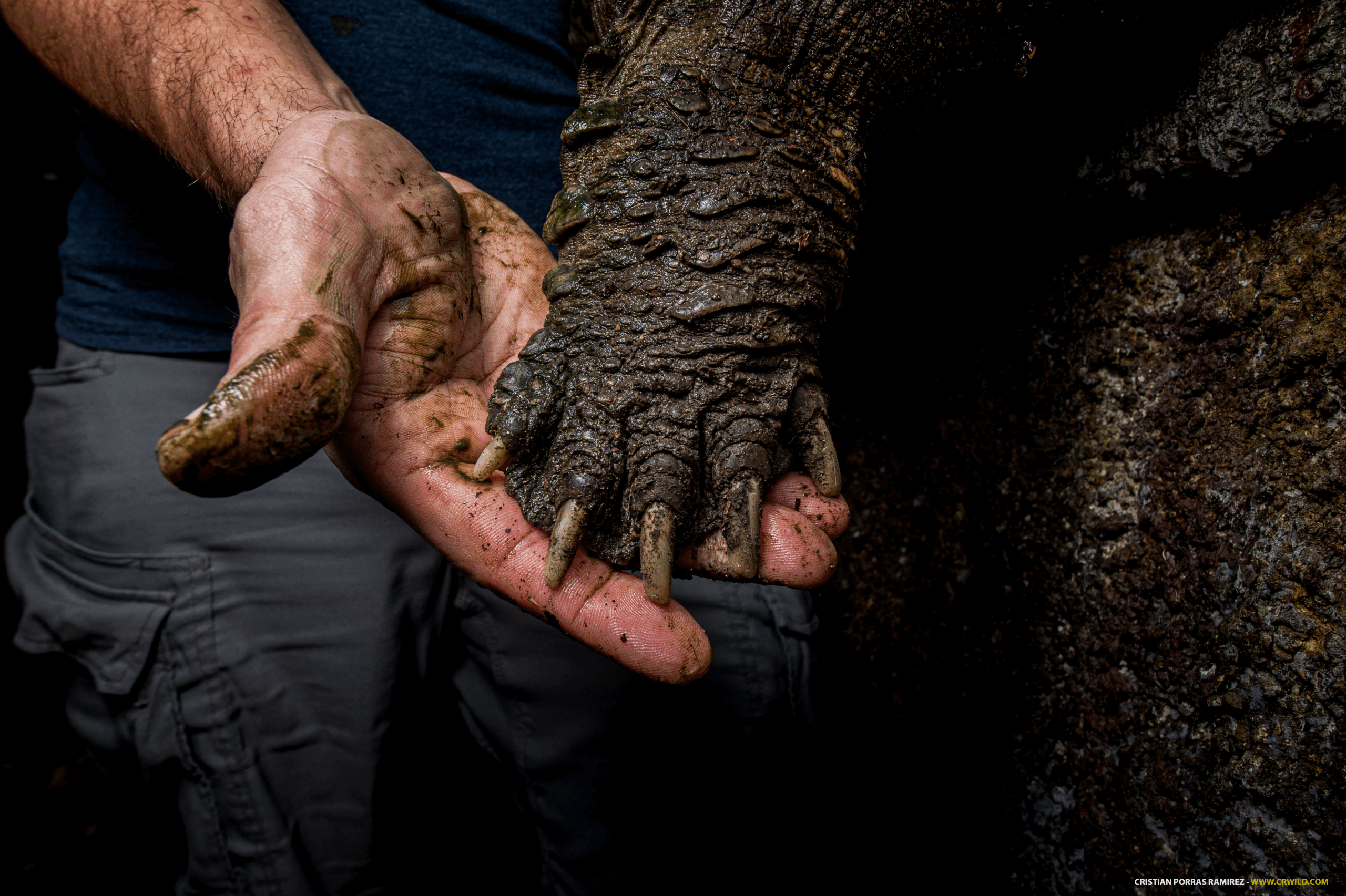 TSA Chelydra acutirostris 2025