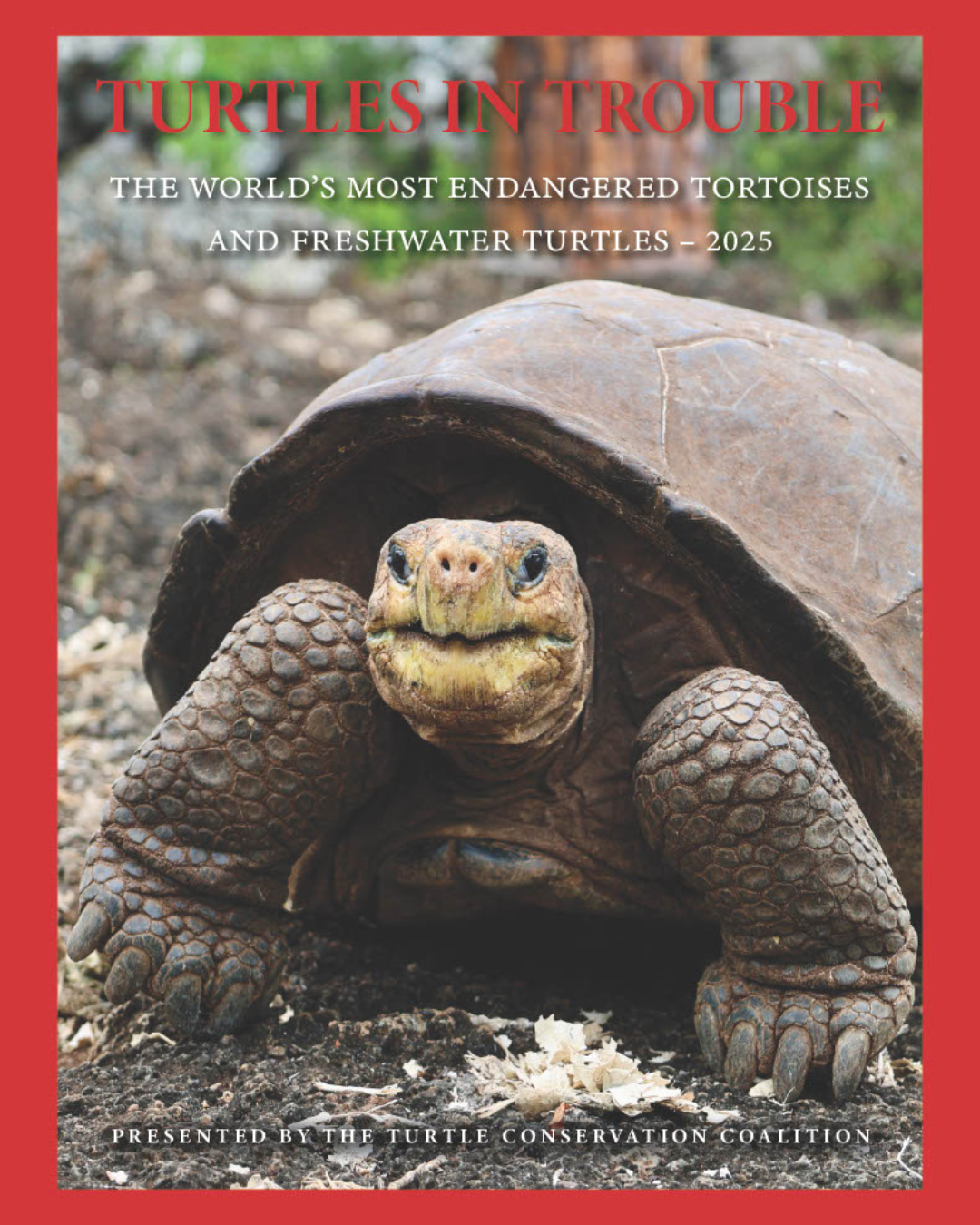 Turtles in Trouble email header (1080 x 1350 px)